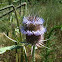Teasel
