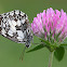 Marbled White