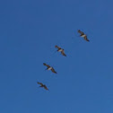 Pelican