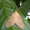 Asota Moth