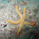 Sea Star