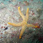 Sea Star