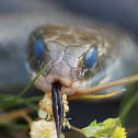 Black Racer