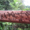 ants