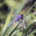 Eastern Pondhawk Dragonfly