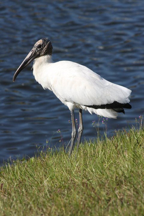Wood Stork