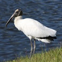 Wood Stork