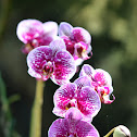 Moth Orchid