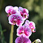 Moth Orchid