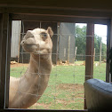 Dromedary Camel