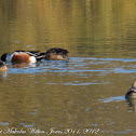 Shoveler; Pato Cuchara