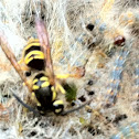 Yellow Jackets