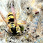Yellow Jackets