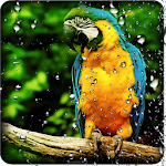 Parrot HD Wallpaper Live Apk