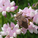 Squash Bug