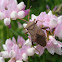 Squash Bug