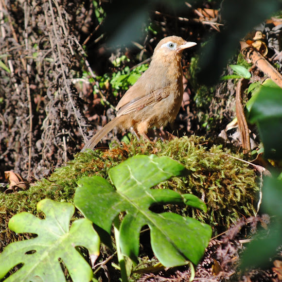 Spotting Image 1