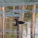 Hooded Merganser