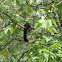 Malabar Squirrel