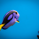 Royal Blue Tang