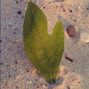 Sassafras