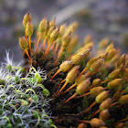 Moss