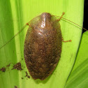 Dried Leaf Cockroach