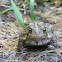 American Toad