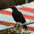 Black currawong