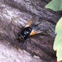 Noon fly