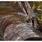 Rosenberg's Sand Goanna