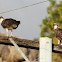 Osprey