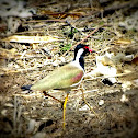 Red-wattled Lapwing