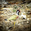 Red-wattled Lapwing