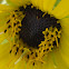 Compass Flower