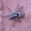 Gray Wall Jumper