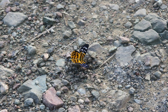 Spotting Image 1