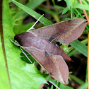 Hawk Moth