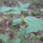 Two-striped Planthopper