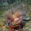 Flower Tube Anemone