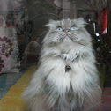 Chinchilla Persian