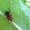 Cocklebur Weevil