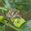 Brown marmorated stink bug