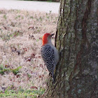 Red bellied woodpecker