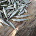 pescado