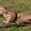 Ground Squirrel