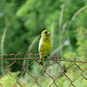 Yellowhammer