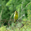 Yellowhammer