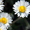 Psilothrix viridicoerulea