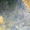 Pollywogs or Tadpoles